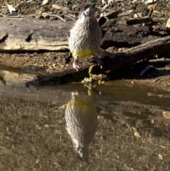 Anthochaera carunculata at Majura, ACT - 2 Sep 2018