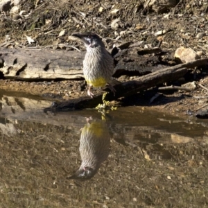 Anthochaera carunculata at Majura, ACT - 2 Sep 2018