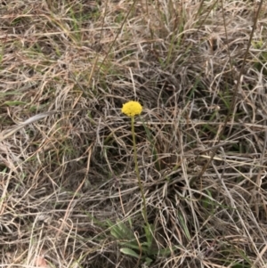 Craspedia variabilis at Amaroo, ACT - suppressed