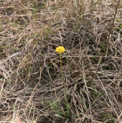 Craspedia variabilis (Common Billy Buttons) at Amaroo, ACT - 12 Oct 2018 by JasonC