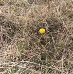 Craspedia variabilis at Amaroo, ACT - 12 Oct 2018