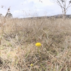 Craspedia variabilis at Amaroo, ACT - suppressed