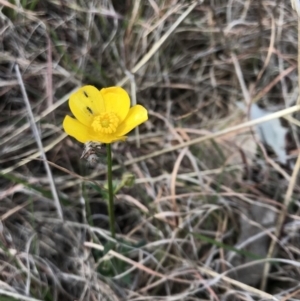 Ranunculus lappaceus at Amaroo, ACT - 12 Oct 2018