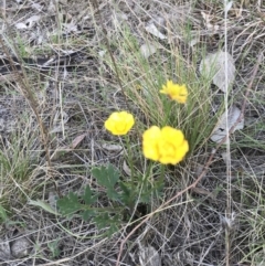 Ranunculus lappaceus at Amaroo, ACT - 12 Oct 2018