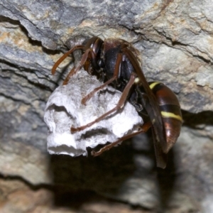 Polistes sp. (genus) at Rosedale, NSW - 2 Oct 2018