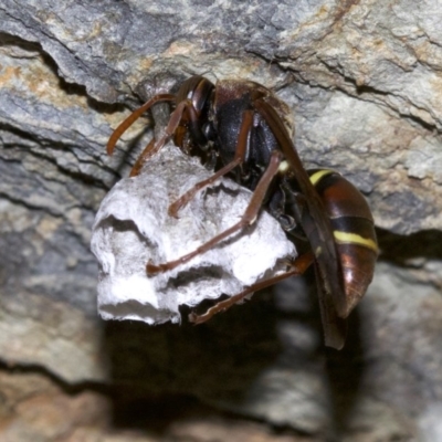 Polistes (Polistella) humilis (Common Paper Wasp) at Rosedale, NSW - 2 Oct 2018 by jb2602