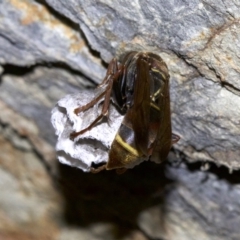 Polistes sp. (genus) at Rosedale, NSW - 2 Oct 2018