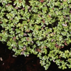 Lemna disperma (Common Duck-weed) at Acton, ACT - 9 Sep 2018 by PeteWoodall