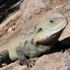 Intellagama lesueurii howittii (Gippsland Water Dragon) at ANBG - 9 Sep 2018 by PeteWoodall