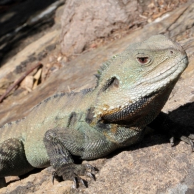 Intellagama lesueurii howittii (Gippsland Water Dragon) at ANBG - 9 Sep 2018 by PeteWoodall