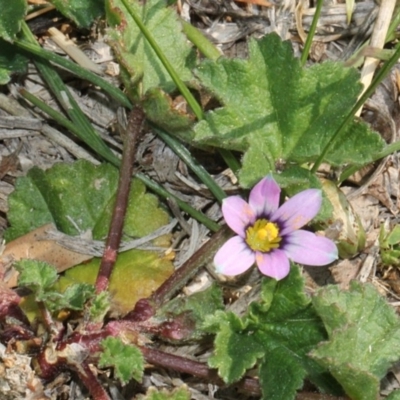 Romulea minutiflora (Small-flowered Onion Grass) at Fyshwick, ACT - 10 Sep 2018 by PeteWoodall