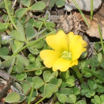 Oxalis sp. (Wood Sorrel) at Fyshwick, ACT - 10 Sep 2018 by PeteWoodall