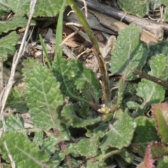 Hirschfeldia incana at Fyshwick, ACT - 10 Sep 2018