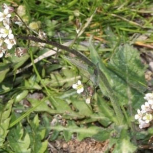 Capsella bursa-pastoris at Fyshwick, ACT - 10 Sep 2018