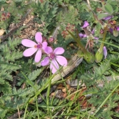 Erodium cicutarium (Common Storksbill, Common Crowfoot) at Fyshwick, ACT - 10 Sep 2018 by PeteWoodall