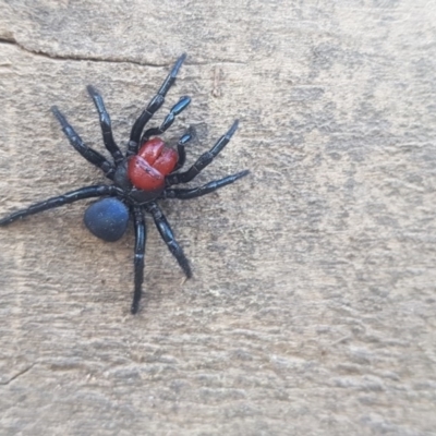 Missulena occatoria (Red-headed Mouse Spider) at Kambah, ACT - 11 Oct 2018 by Jek