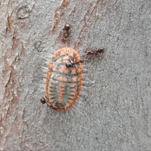 Monophlebulus sp. (genus) at O'Malley, ACT - 12 Oct 2018 02:12 PM