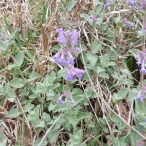 Nepeta cataria at O'Malley, ACT - 12 Oct 2018