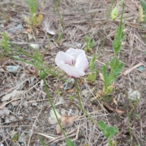 Papaver somniferum subsp. setigerum at O'Malley, ACT - 12 Oct 2018 01:48 PM