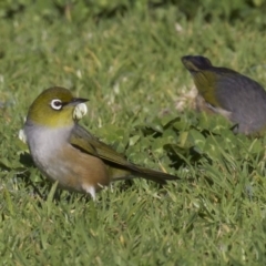 Zosterops lateralis (Silvereye) at Undefined - 2 Oct 2018 by jb2602