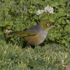 Zosterops lateralis at undefined - 2 Oct 2018 04:55 PM