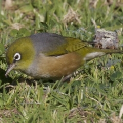 Zosterops lateralis at undefined - 2 Oct 2018 04:55 PM