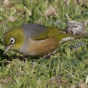 Zosterops lateralis at undefined - 2 Oct 2018 04:55 PM