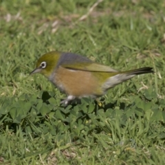 Zosterops lateralis at undefined - 2 Oct 2018 04:55 PM