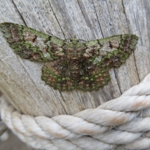 Hypodoxa muscosaria at Wandella, NSW - 11 Oct 2018