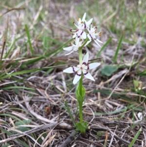 Wurmbea dioica subsp. dioica at Canberra, ACT - 12 Oct 2018 12:00 AM