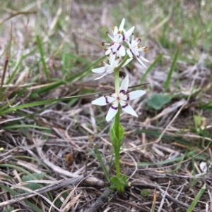 Wurmbea dioica subsp. dioica at Canberra, ACT - 12 Oct 2018