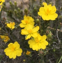 Hibbertia calycina (Lesser Guinea-flower) at Hackett, ACT - 12 Oct 2018 by RWPurdie