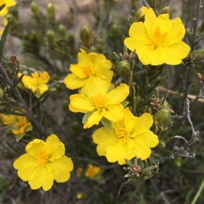 Hibbertia calycina (Lesser Guinea-flower) at Hackett, ACT - 11 Oct 2018 by RWPurdie