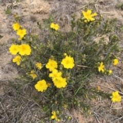 Hibbertia calycina at Hackett, ACT - 12 Oct 2018