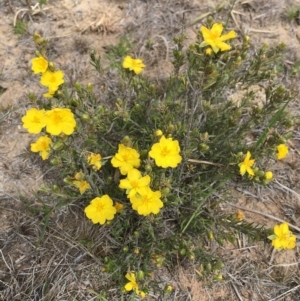 Hibbertia calycina at Hackett, ACT - 12 Oct 2018