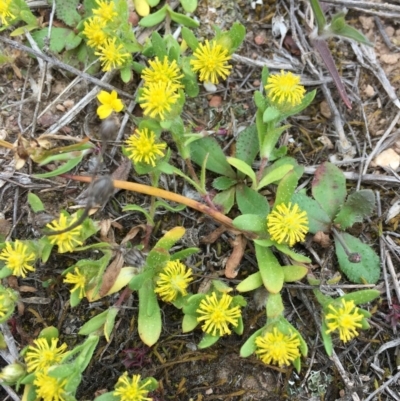 Triptilodiscus pygmaeus (Annual Daisy) at Hackett, ACT - 12 Oct 2018 by RWPurdie