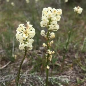 Stackhousia monogyna at Molonglo Valley, ACT - 12 Oct 2018
