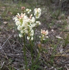 Stackhousia monogyna at Molonglo Valley, ACT - 12 Oct 2018 12:00 AM