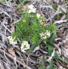 Asperula conferta (Common Woodruff) at Molonglo Valley, ACT - 11 Oct 2018 by RWPurdie