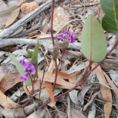 Hardenbergia violacea (False Sarsaparilla) at O'Malley, ACT - 12 Oct 2018 by Mike