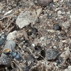 Camponotus aeneopilosus at O'Malley, ACT - 12 Oct 2018 03:12 PM