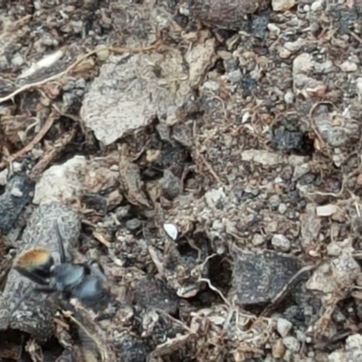 Camponotus aeneopilosus (A Golden-tailed sugar ant) at O'Malley, ACT - 12 Oct 2018 by Mike