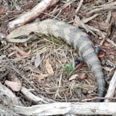 Tiliqua scincoides scincoides (Eastern Blue-tongue) at Mount Mugga Mugga - 12 Oct 2018 by Mike