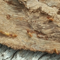 Nasutitermes sp. (genus) (Snouted termite, Gluegun termite) at Mount Mugga Mugga - 12 Oct 2018 by Mike