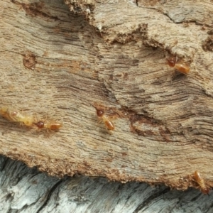 Nasutitermes sp. (genus) at O'Malley, ACT - suppressed