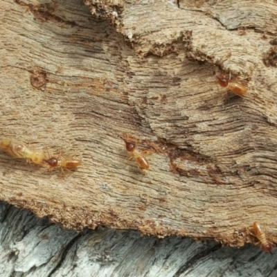 Nasutitermes sp. (genus) (Snouted termite, Gluegun termite) at O'Malley, ACT - 12 Oct 2018 by Mike