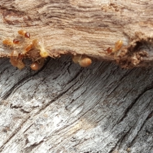 Nasutitermes sp. (genus) at O'Malley, ACT - 12 Oct 2018
