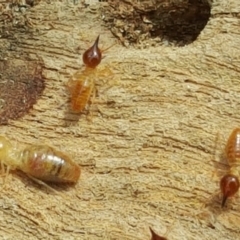 Nasutitermes sp. (genus) at O'Malley, ACT - 12 Oct 2018