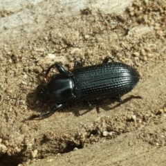 Zophophilus sp. (genus) (Darkling beetle) at Mount Mugga Mugga - 12 Oct 2018 by Mike