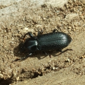 Zophophilus sp. (genus) at O'Malley, ACT - 12 Oct 2018 02:25 PM